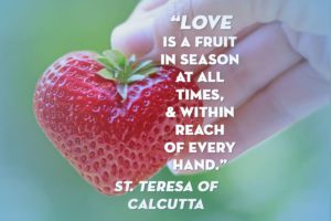 Love is a fruit in season at all times. Quote from St. Teresa of Calcutta