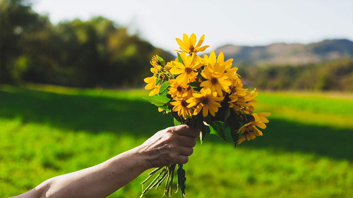 Hand holding a bouquet of yellow freshly picked wildflowers.